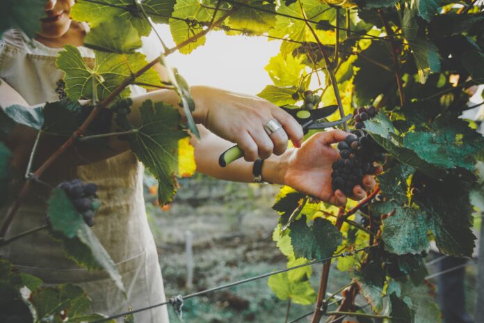 inl ispettorato lavoro agriturismo